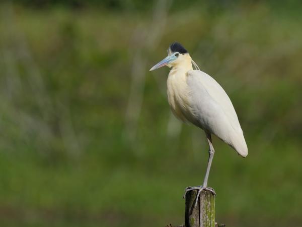Kapreiger (Pilherodius pileatus)